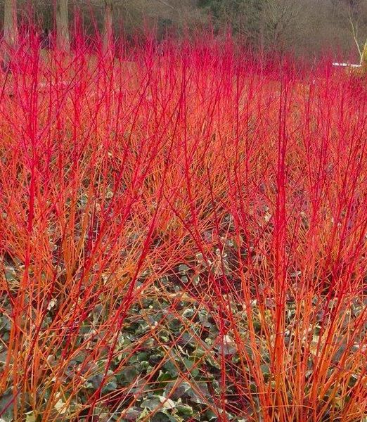 Cornus sanguinea 'Winter Beauty'